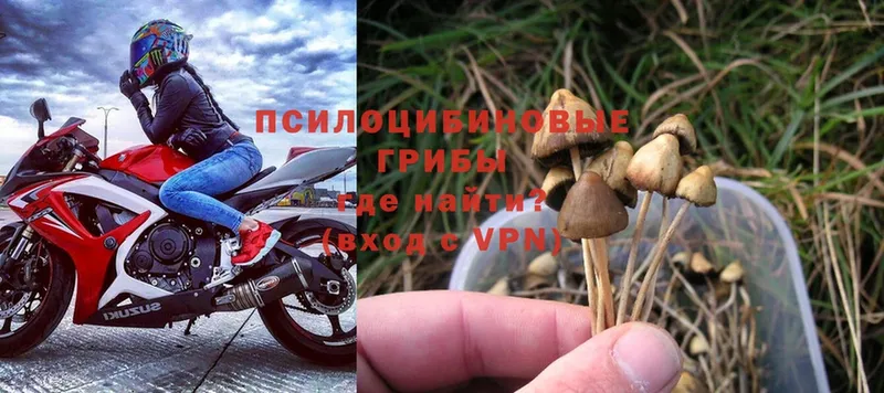 Псилоцибиновые грибы Magic Shrooms  кракен маркетплейс  Костерёво 